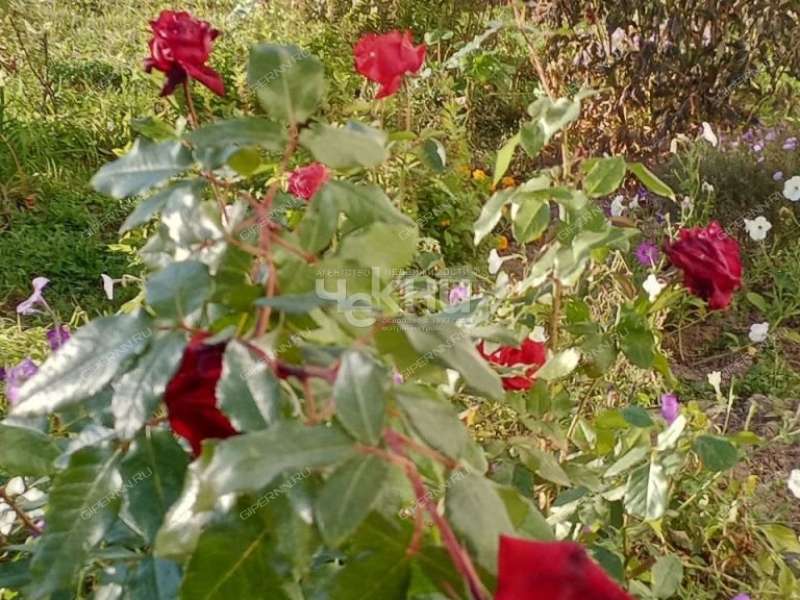 двухкомнатная квартира на Доброй улице дом 8 город Городец