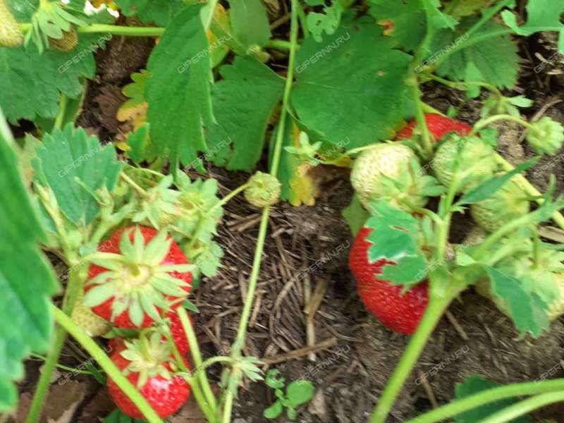 четырёхкомнатная квартира на Школьной улице дом 42а село Елизарово