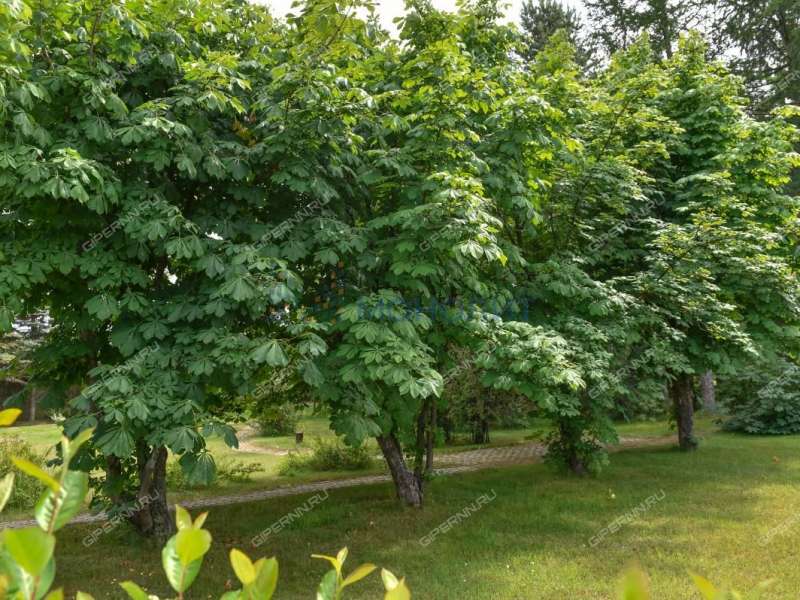 земельный участок 22 сотки Лесная улица село Останкино