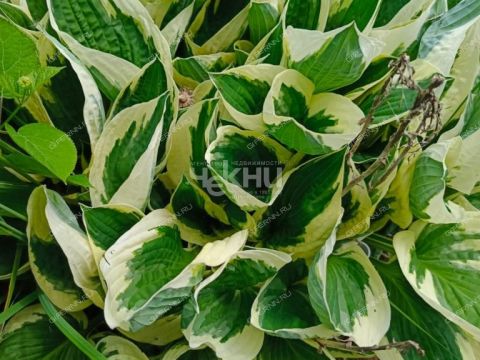 dom-derevnya-suharenki-gorodeckiy-rayon фото