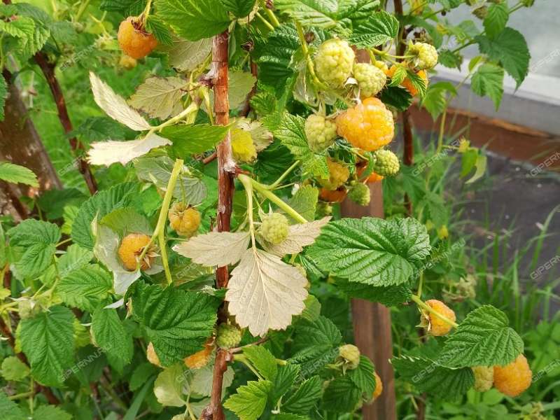 дом на  Первомайский