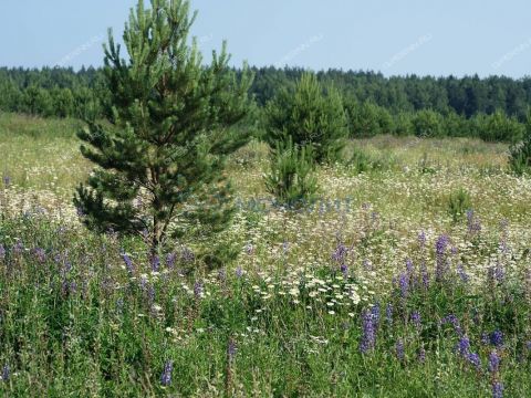 derevnya-vyazovka-gorodskoy-okrug-bor фото