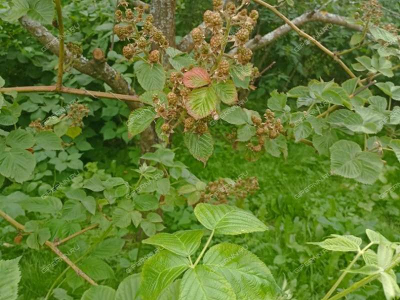 земельный участок 10 соток село Редькино
