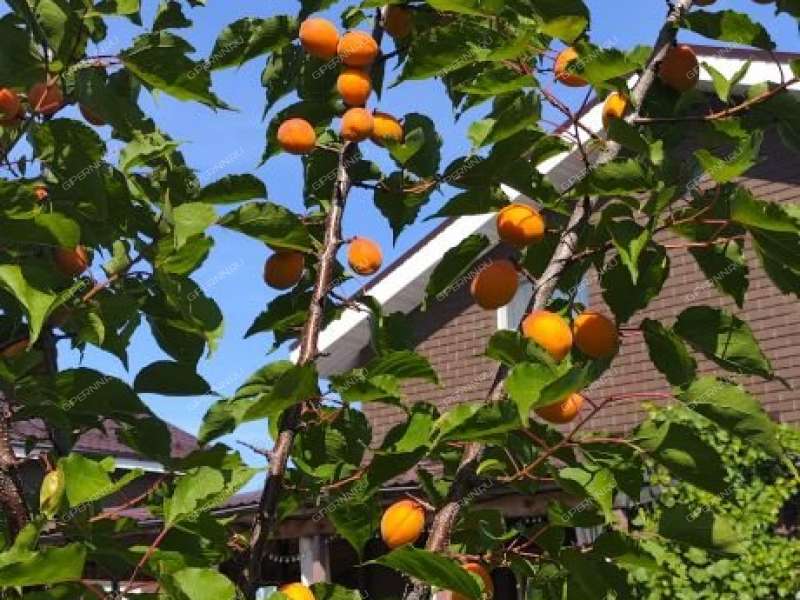 дом на улице Янтарная деревня Черемисское