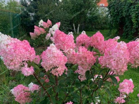 dom-liniya-11-ya-d-59 фото