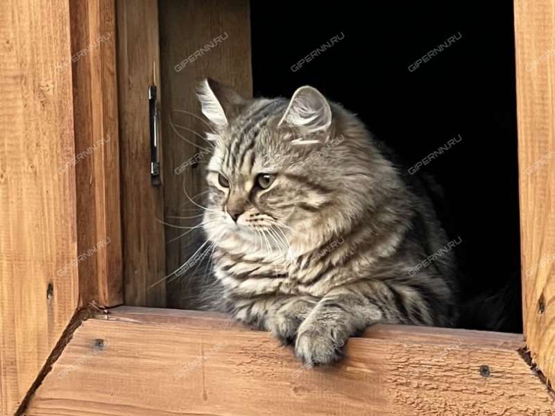 дом на Шушенской улице