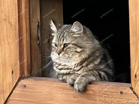 dom-poselok-gnilicy-ul-shushenskaya-d-67 фото