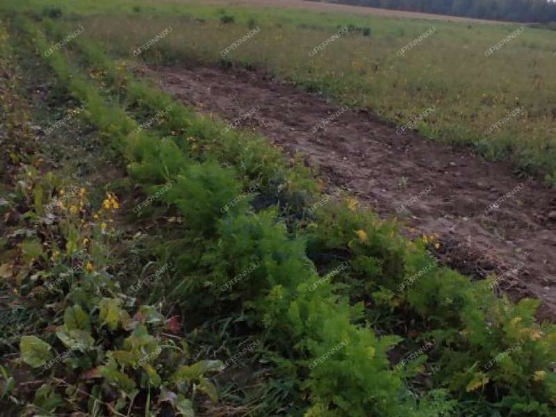 земельный участок 15 соток деревня Ткалино