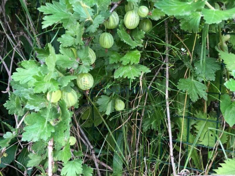 дача на Станция Горький-Сортировочный ДОЗ-1 тер. СНТ