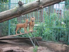 Гибель зоопарка «Мишутка»: что станет с животными после реконструкции «Швейцарии»?