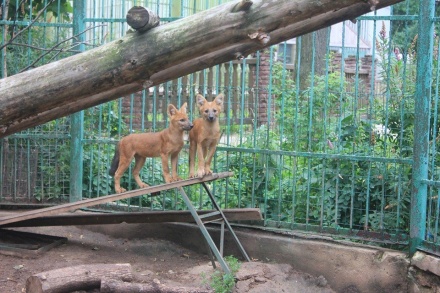 Гибель зоопарка &laquo;Мишутка&raquo;: что станет с животными после реконструкции &laquo;Швейцарии&raquo;?