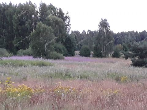 derevnya-zabolotnoe-sokolskiy-gorodskoy-okrug фото