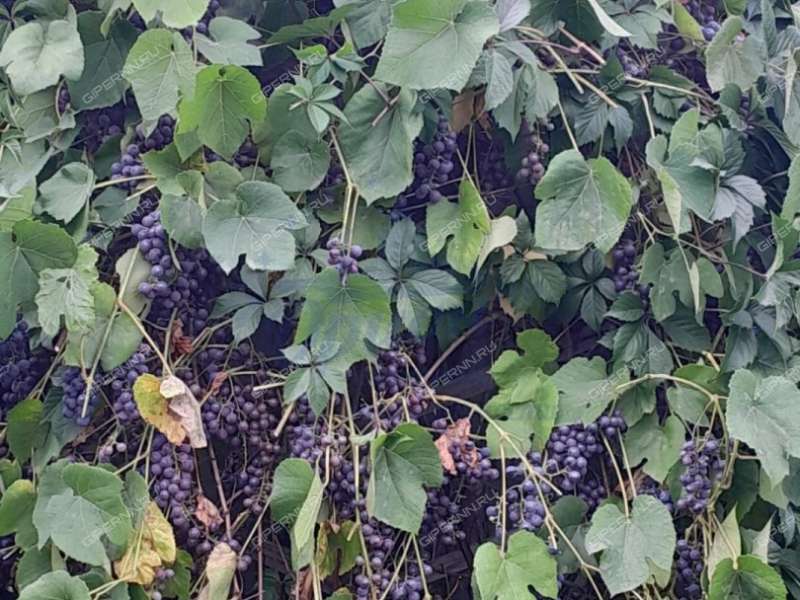 коттедж на Космическая ул. деревня Малая Ельня